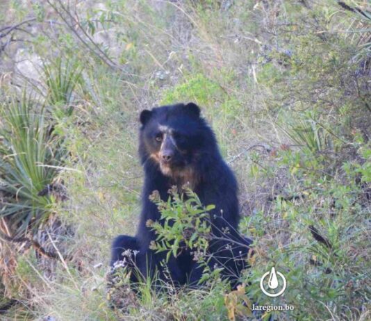 Un oso jucumari (Tremarctos ornatus) registrado en el Área Natural de Manejo Integrado (ANMI) El Palmar. Foto referencial: Tomás Calahuma.