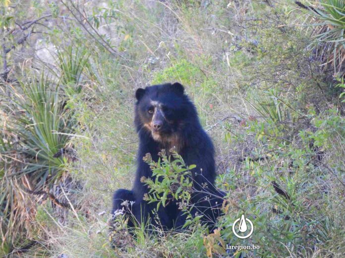 OSO-JUCUMARI-BOLIVIA-696x522 Un oso jucumari (Tremarctos ornatus) registrado en el Área Natural de Manejo Integrado (ANMI) El Palmar. Foto referencial: Tomás Calahuma.