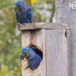 Una pareja de parabas azules descansa junto a la entrada de la caja nido donde nacieron Saturnina y Avelino, en el Pantanal boliviano. Foto: Gentileza CLB.