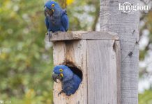 La historia detrás del primer nacimiento de paraba azul en nidos artificiales: tres años de aprendizaje en San Matías Una pareja de parabas azules descansa junto a la entrada de la caja nido donde nacieron Saturnina y Avelino, en el Pantanal boliviano. Foto: Gentileza CLB.