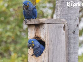 Una pareja de parabas azules descansa junto a la entrada de la caja nido donde nacieron Saturnina y Avelino, en el Pantanal boliviano. Foto: Gentileza CLB.