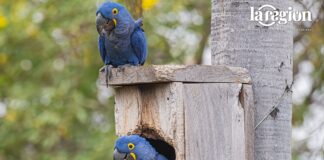 Una pareja de parabas azules descansa junto a la entrada de la caja nido donde nacieron Saturnina y Avelino, en el Pantanal boliviano. Foto: Gentileza CLB.