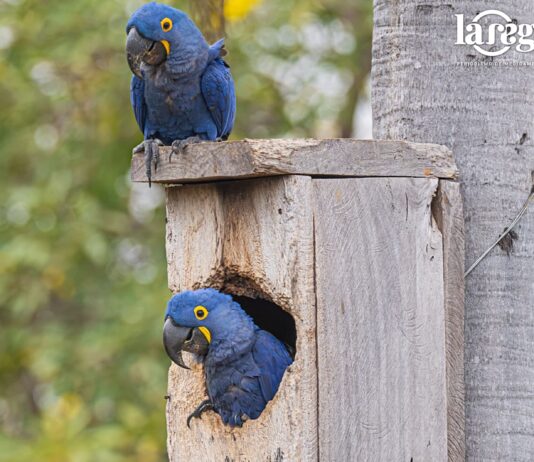 Una pareja de parabas azules descansa junto a la entrada de la caja nido donde nacieron Saturnina y Avelino, en el Pantanal boliviano. Foto: Gentileza CLB.