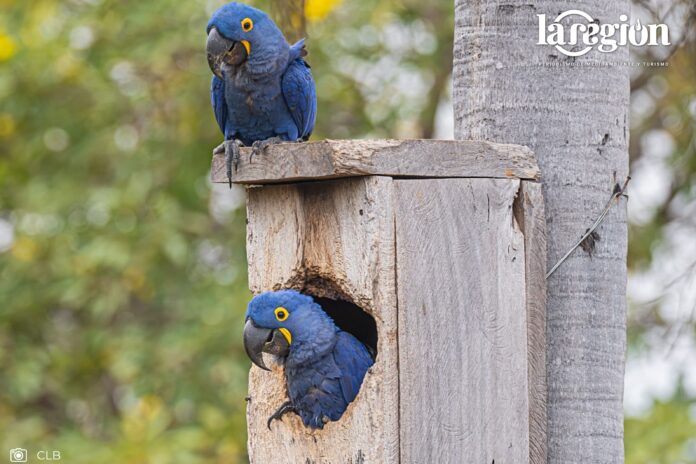PORTADA PARABA BARBA AZUL LA REGION Una pareja de parabas azules descansa junto a la entrada de la caja nido donde nacieron Saturnina y Avelino, en el Pantanal boliviano. Foto: Gentileza CLB.
