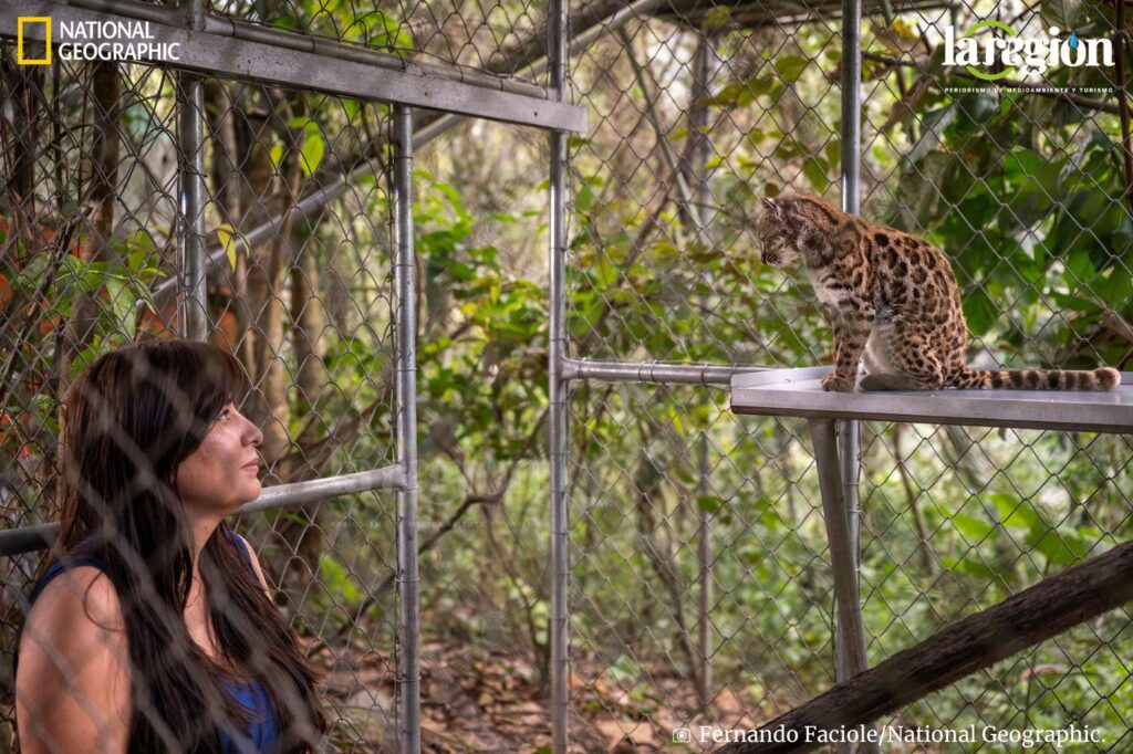 La exploradora de National Geographic Paola Nogales Ascarrunz observa un ejemplar de Leopardus tilcayo. Fotografía: © Fernando Faciole/National Geographic.