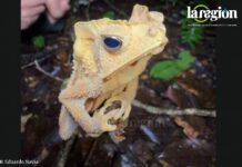 El sapo crestado parece una hoja seca en la Amazonia boliviana Estos animales pueden encontrarse tanto en ambientes relativamente conservados como en sitios con cierto grado de perturbación. Foto: Captura de video de Eduardo Navia