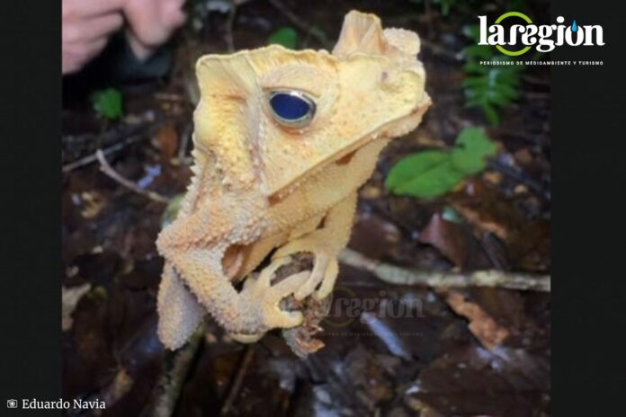 Rhinella margaritifera Bolivia Estos animales pueden encontrarse tanto en ambientes relativamente conservados como en sitios con cierto grado de perturbación. Foto: Captura de video de Eduardo Navia