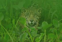 Gran tour al Pantanal por tres países desde Santa Cruz El Pantanal es una zona megadiversa donde existe la posibilidad de ver grandes mamíferos como el jaguar. Foto: WWF Paraguay