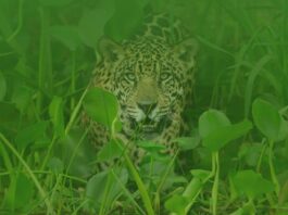 El Pantanal es una zona megadiversa donde existe la posibilidad de ver grandes mamíferos como el jaguar. Foto: WWF Paraguay