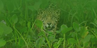 Gran tour al Pantanal por tres países desde Santa Cruz El Pantanal es una zona megadiversa donde existe la posibilidad de ver grandes mamíferos como el jaguar. Foto: WWF Paraguay
