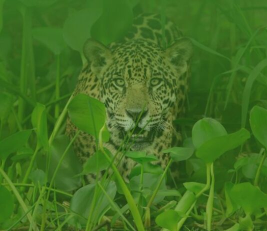 El Pantanal es una zona megadiversa donde existe la posibilidad de ver grandes mamíferos como el jaguar. Foto: WWF Paraguay
