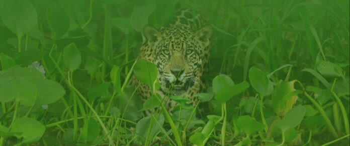 El Pantanal es una zona megadiversa donde existe la posibilidad de ver grandes mamíferos como el jaguar. Foto: WWF Paraguay