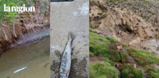 La contaminación del río y los efectos de la actividad minera ilegal fueron registrados por pobladores del ayllu Cala Cala. Foto: Comunidad Cala Cala.