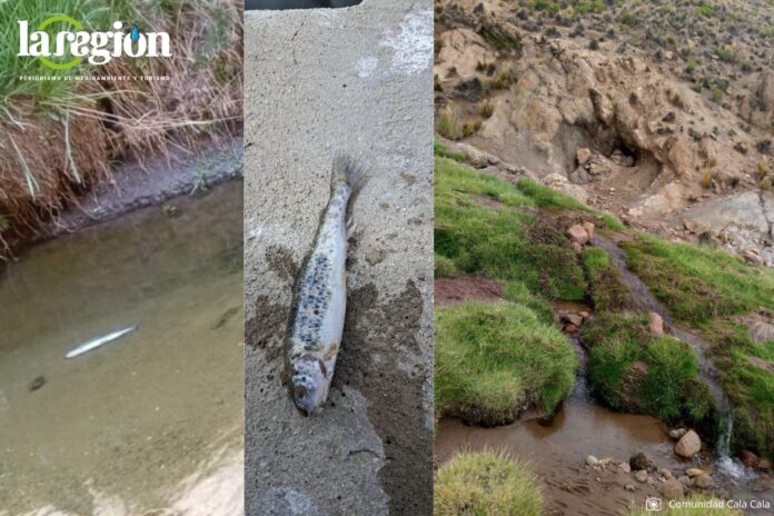 La contaminación del río y los efectos de la actividad minera ilegal fueron registrados por pobladores del ayllu Cala Cala. Foto: Comunidad Cala Cala.