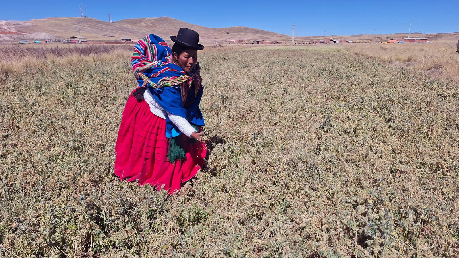 La comunaria Miriam Condori muestra cómo el polvo generado por las ladrilleras y la planta de cemento cubre los tallos de la alfalfa en Challajahuira. Foto: Carlos Quisbert.