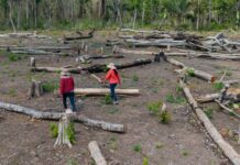 El 30×30 y los territorios indígenas: la contradicción de Bolivia En la comunidad Los Ángeles, en el territorio indígena Monte Verde, los comunarios encontraron a los avasalladores cuando ya habían talado cerca de seis hectáreas de bosque. Foto: Edy Yobany Velasco/Amazonía Traficada