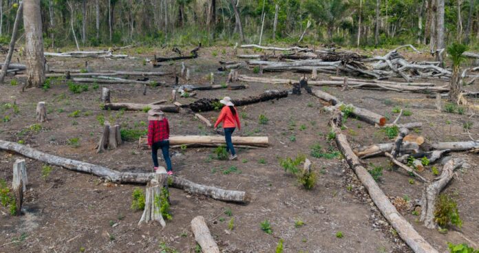 DEFORESTACIN BOLIVIA En la comunidad Los Ángeles, en el territorio indígena Monte Verde, los comunarios encontraron a los avasalladores cuando ya habían talado cerca de seis hectáreas de bosque. Foto: Edy Yobany Velasco/Amazonía Traficada