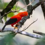 Un ejemplar de Gallito de las rocas (Rupicola peruvianus) captado en Ecolocotal (Cochabamba) el pasado 10 de octubre como parte del avistamiento de aves en Bolivia. Foto: Walker Aguilar / Macaulay Library - eBird.