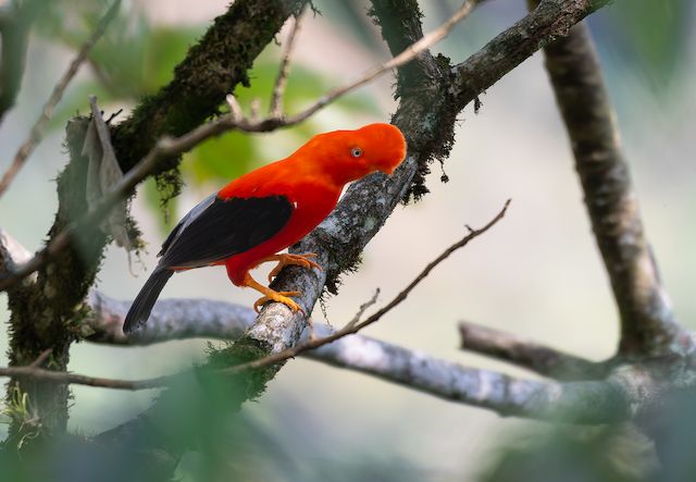 Gallito de las rocas (Rupicola peruvianus) Un ejemplar de Gallito de las rocas (Rupicola peruvianus) captado en Ecolocotal (Cochabamba) el pasado 10 de octubre como parte del avistamiento de aves en Bolivia. Foto: Walker Aguilar / Macaulay Library - eBird.