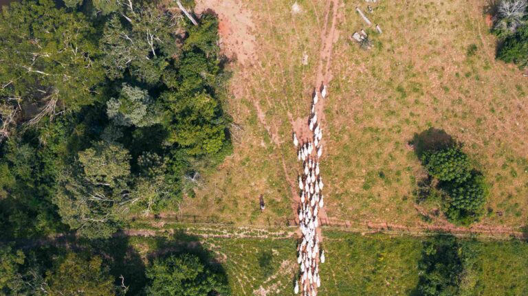 Ganadería regenerativa, una alternativa productiva vinculada a la conservación