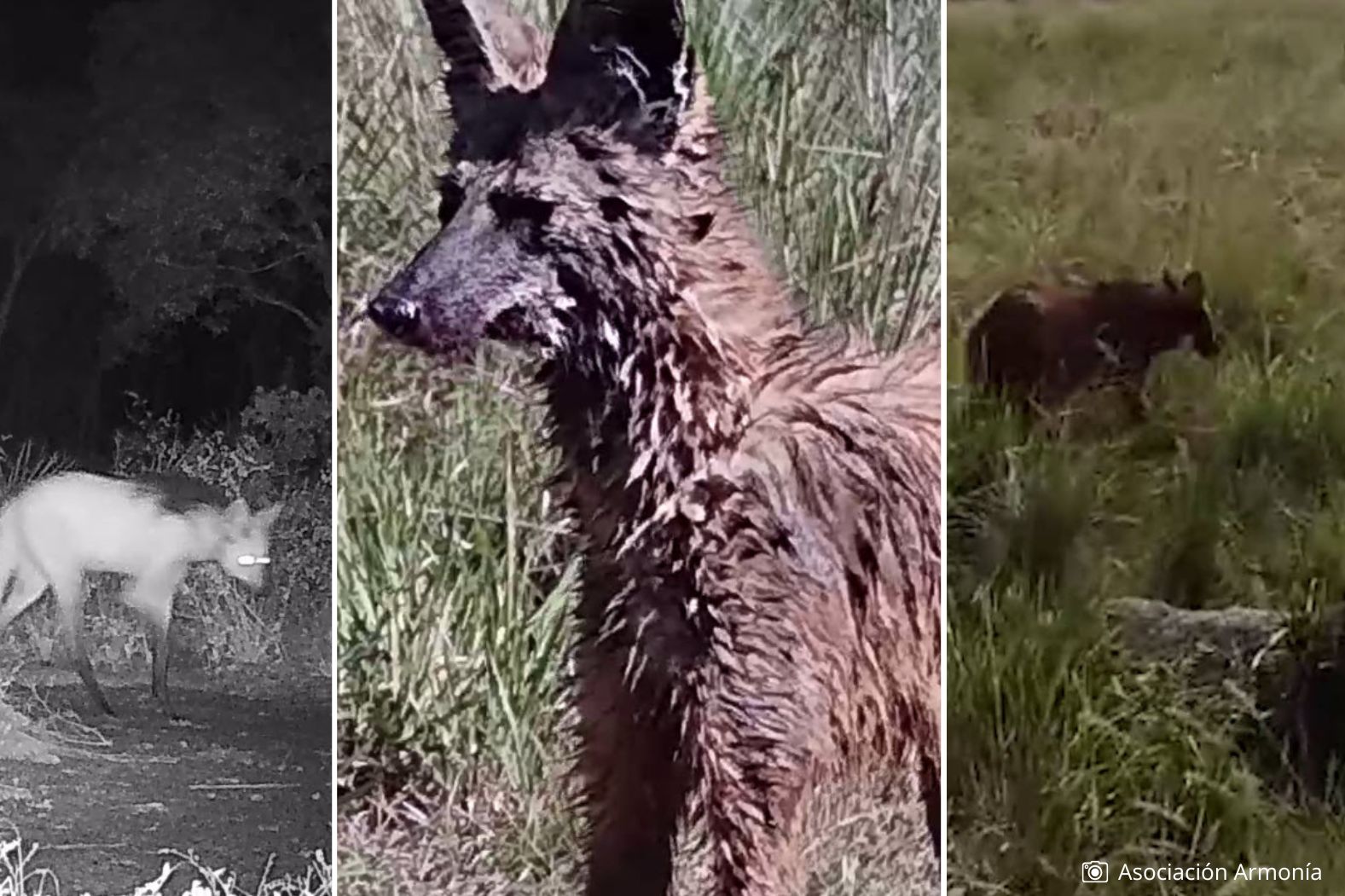 Borochi, el cánido más grande de Sudamérica es registrado en los Llanos de Moxos