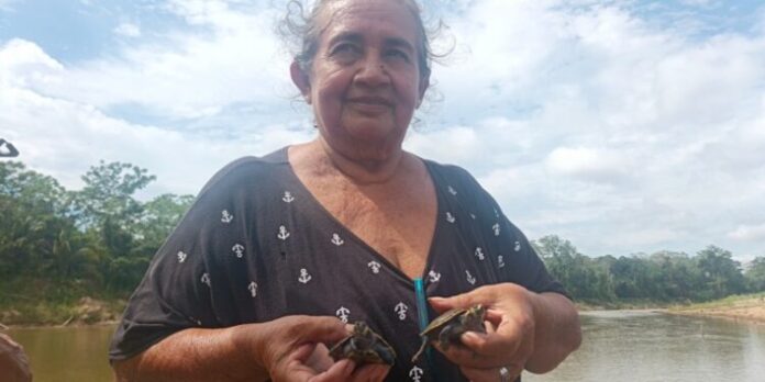 Mujer libera miles de tortugas en Bolivia Magda Kerdi, conocida como Doña Turca, ha contribuido a liberar más de 130.940 petas de río en la Amazonía boliviana desde 2010.