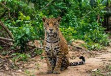 La biodiversidad latinoamericana frente a una encrucijada de 11.000 millones de dólares Proteger la vida silvestre exige una respuesta financiera de escala global. La movilización de recursos hacia el 2030 es el eje central de la agenda de RedLAC 2026. Foto: Iván Márquez / CIWY.